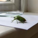 Quels pièges sans odeur choisir pour retirer les punaises vertes de la maison ? Punaise verte immobilisée sous un verre transparent sur le rebord intérieur d’une fenêtre, avec une feuille de papier rigide prête à être glissée dessous.